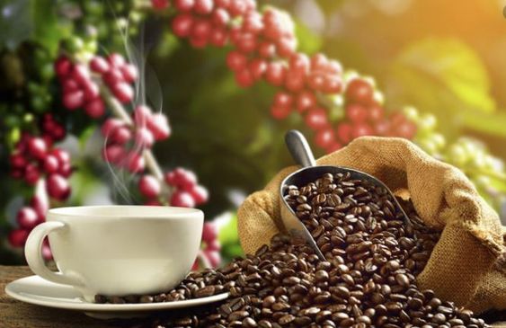 5 điều thú vị về hạt cà phê có thể bạn chưa biết?